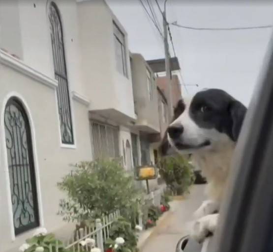 '영웅견' 만치스 [NBC 보도화면 캡처]