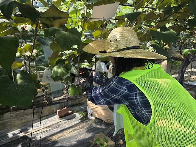 10일 화성특례시 서신면 한 포도농장에서 열린 경기농협 '포도 수확 체험'에 참여한 기자가 '캠벨 포도'를 수확하고 있다.