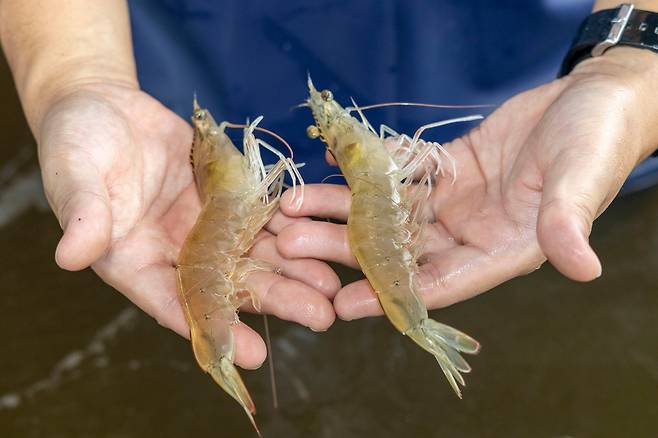 경북 칠곡군에서 처음으로 흰다리새우 양식에 성공한 김연주·홍성훈씨 부부./칠곡군
