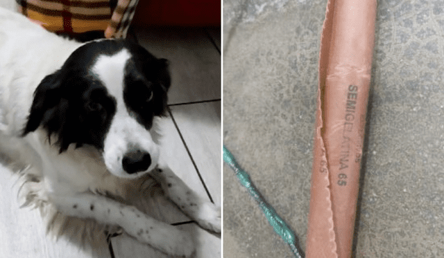 주인을 구한 페루의 반려견 만치스와 만치스가 도화선을 물어뜯어 꺼버린 다이너마이트. 사진=라 리퍼블리카 캡처