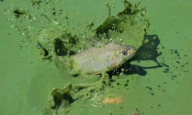살토 그란데 호수의 물고기가 녹조 속을 헤엄치고 있다. 콩코르디아/AFP 연합뉴스