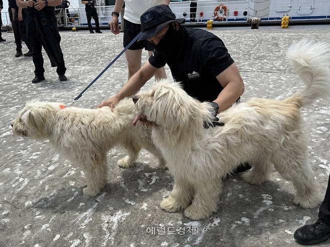 독도를 떠나는 10대 ‘우리˙나라’ 사진=[재) 한국삽살개 재단  홈페이지]