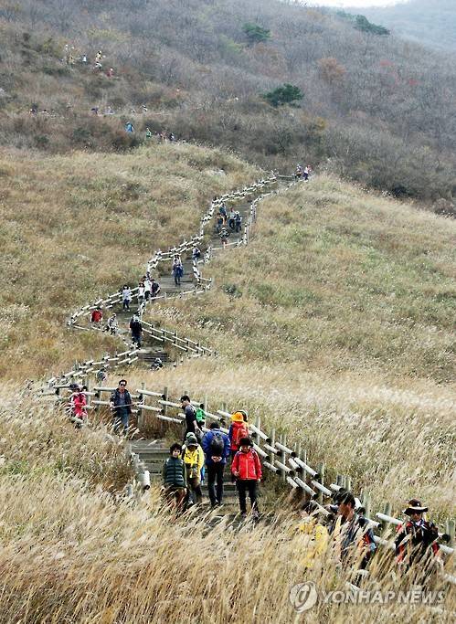 억새 만발한 영남알프스 간월재…등산객 행렬 [연합뉴스 자료사진 제공]