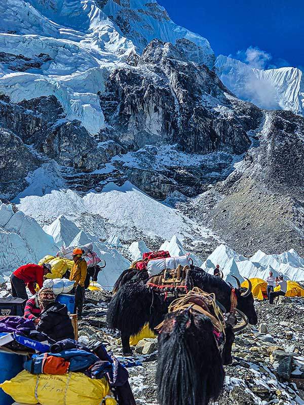 마라톤 출발 당일 셰르파들이 서둘러 짐을 운반하기 위해 야크에 짐을 싣고 있다.