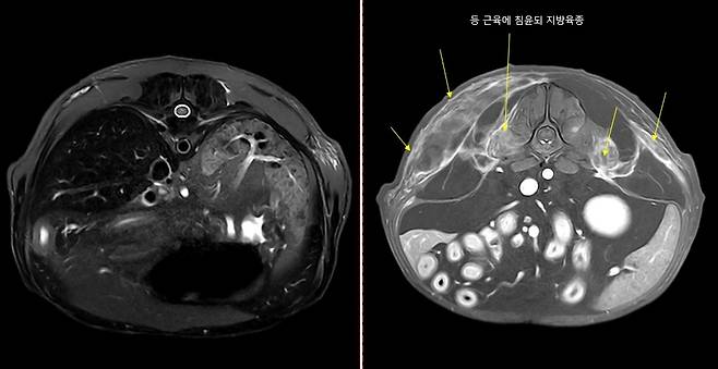 디스크 질환으로 의심됐던 환견의 body MRI 사진.  body MRI 촬영은 국내 동물병원에서는 극히 드문 촬영으로 내장 장기의 움직임을 방지하기 위한 고난도 촬영 기술이 필요하다(동물병원 제공). ⓒ 뉴스1