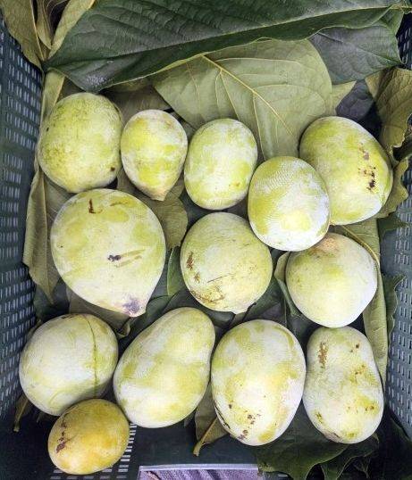 정읍시가 기능성 과수 '포포(Pawpaw)' 재배에 성공했다. 정읍시 제공