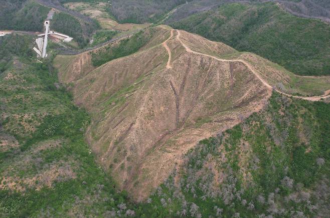 스스로 자라난 활엽수를 모두 베어내고 소나무로 인공 조림한 울진 산불 피해지에서 지난 5월15일 여전히 흙바닥이 드러나 있다. 녹색연합 제공