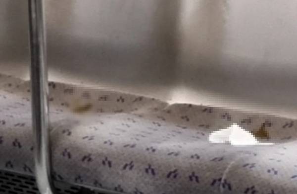 서울 지하철 7호선 열차 좌석 위에서 배설물이 발견됐다는 목격담이 퍼지면서 충격이 일었다. 사진은 서울 지하철 7호선 좌석에서 발견된 대변. /사진=온라인커뮤니티 캡처