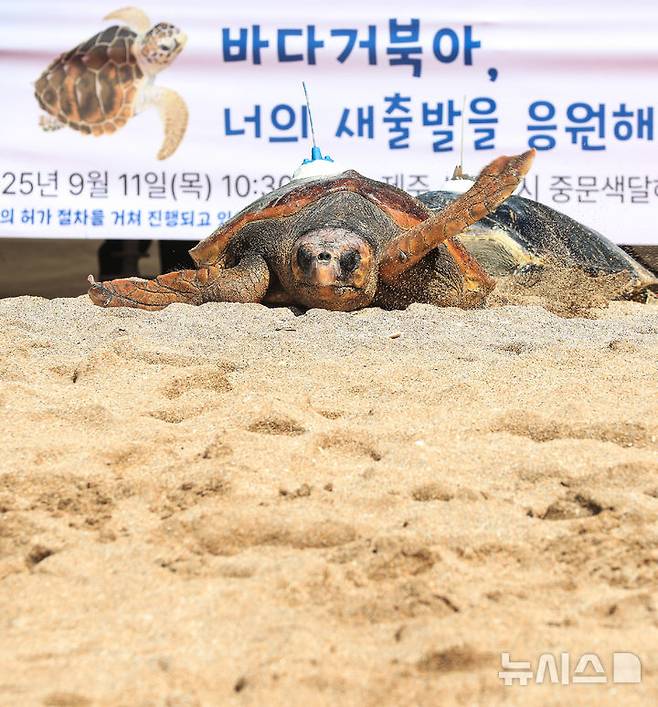 [서귀포=뉴시스] 우장호 기자 = 11일 오전 제주 서귀포시 중문 색달해변에서 해양수산부(해수부) 주최로 열린 '바다거북 자연방류' 행사에서 바다거북이들이 방류되고 있다. 해수부에 따르면 이번에 방류되는 바다거북 13마리는 야생에서 구조돼 치료받거나 인공부화에 성공한 개체다. 2025.09.11. woo1223@newsis.com