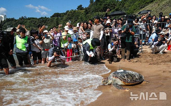 [서귀포=뉴시스] 우장호 기자 = 11일 오전 제주 서귀포시 중문 색달해변에서 해양수산부(해수부) 주최로 열린 '바다거북 자연방류' 행사에서 바다거북이들이 방류되고 있다. 해수부에 따르면 이번에 방류되는 바다거북 13마리는 야생에서 구조돼 치료받거나 인공부화에 성공한 개체다. 2025.09.11. woo1223@newsis.com