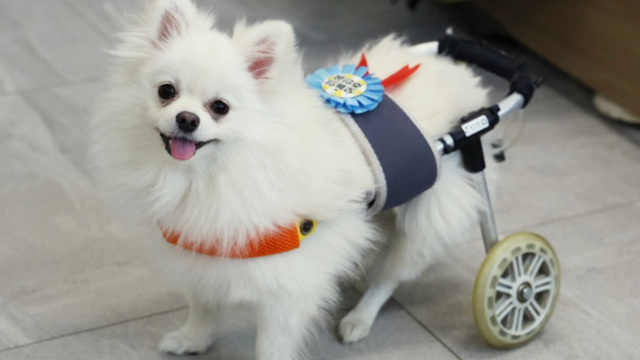 경기 남양주시에 위치한 동물자유연대 보호소 '온센터'에서 보호 중인 개 '보아'의 모습. 보아는 2022년 서울 강북구에서 3층 높이 건물에서 추락하는 학대 사건을 겪은 뒤 구조됐다. 동물자유연대