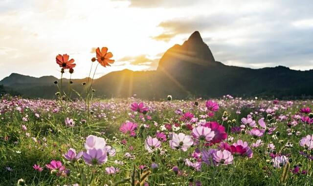 전북 진안 마이산의 코스모스. 진안군