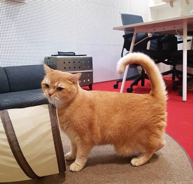 유유제약 7층 회의실에서 지내고 있는 고양이 '랑'. [사진=유유제약]