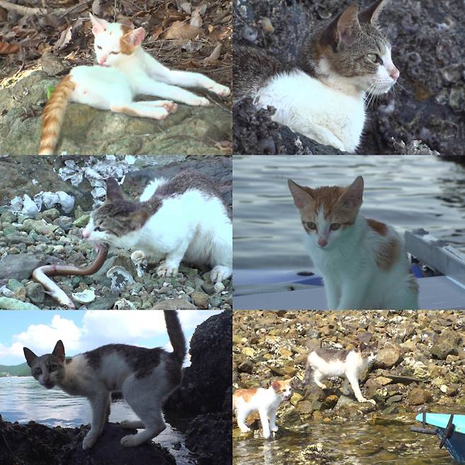 예능 'TV 동물농장' (사진: SBS)