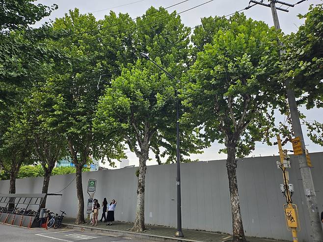 서울 시내 한 거리의 가로수.[독자 제공]