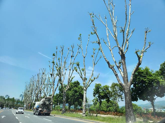 대전 한 거리의 플라타너스 가로수.[독자 제공]