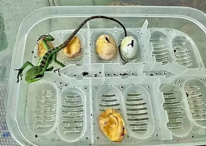 Telford Exotic Zoo 인스타그램