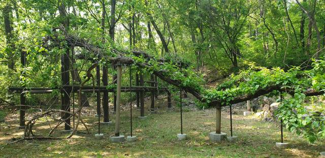 우리나라에서 가장 오래된 다래나무로 알려진 창경궁 후원의 천연기념물 다래나무는 600살이 넘는다. 덩굴 길이가 20m 줄기 굵은 부분의 둘레가 70cm가 넘는 다래나무 지존급이다. 문화유산청 제공