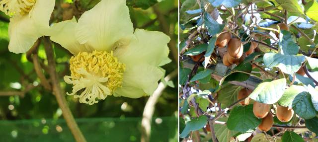 양다래 꽃과 열매