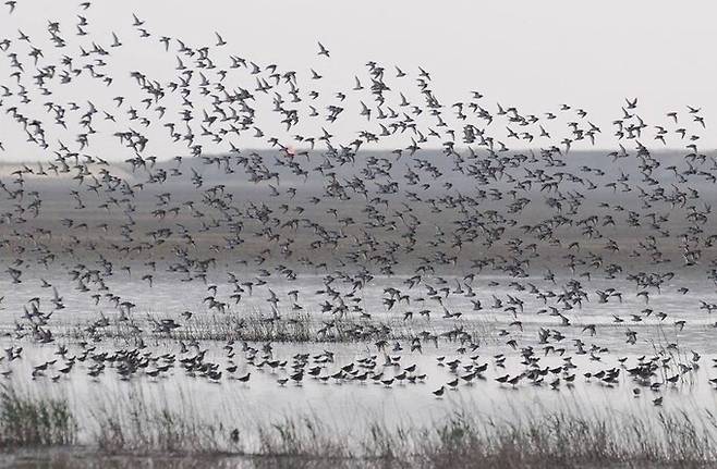 수라갯벌의 도요새 무리. 좀도요와 민물도요가 수라갯벌 상공을 날고 있다. 오동필 제공
