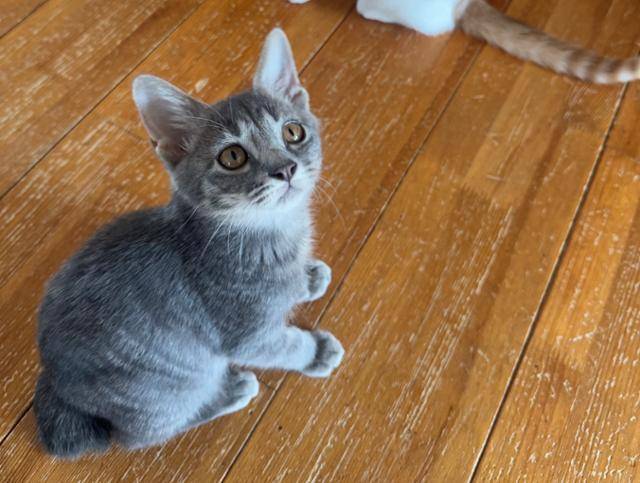 사람도 다른 고양이들도 좋아하는 온천이. 라이프 제공