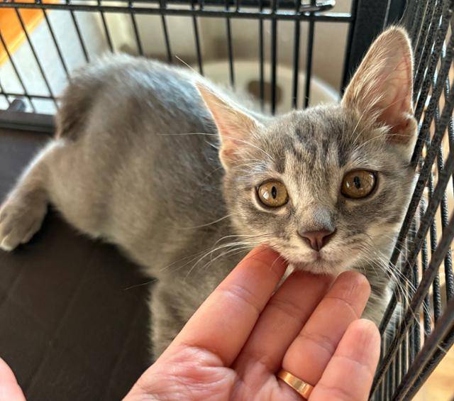 미모의 고양이 온천이. 라이프 제공