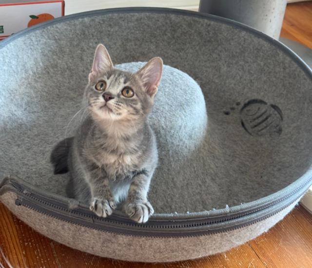 다른 곳에 숨어 있다가도 장난감이 있으면 금세 뛰어나오는 온천이. 라이프 제공