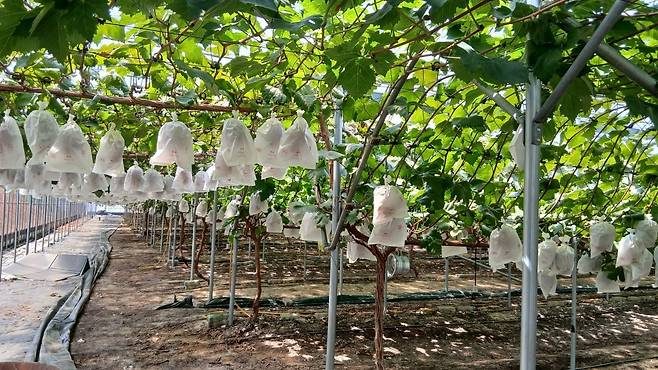 경북 성주에 있는 로열바인 포도 농장. 수확을 앞둔 포도송이가 매달려 있다.  / 사진=신세계백화점 제공