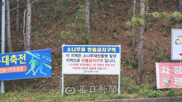 안동시 남선면 현내리 마을 입구에 설치된 소나무류 반출금지구역 안내판. 손병현 기자