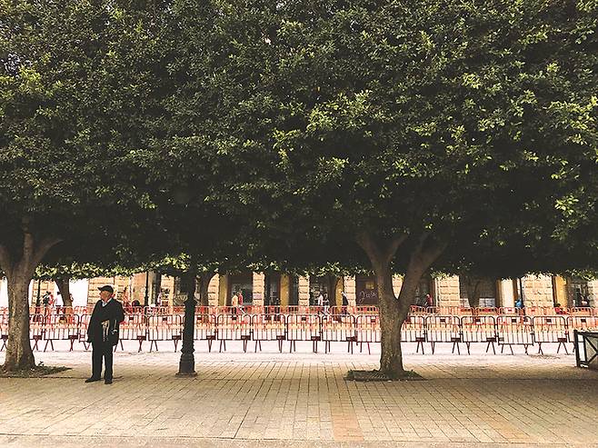 도심 거리를 수놓은 울창한 나무들