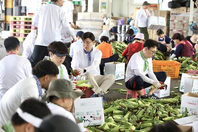 현대글로비스 임직원들이 지난 7월 '1사 1촌'을 맺은 강원 홍천군 자은 2리를 찾아 수확한 옥수수를 손질·포장하고 있다. 현대글로비스 제공