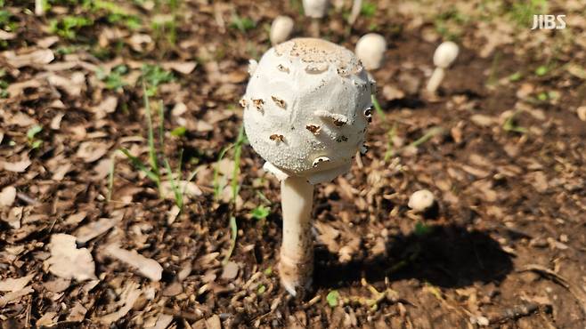 균모가 펴지지 않은 상태인 '흰갈대버섯' (사진, 신동원 기자)