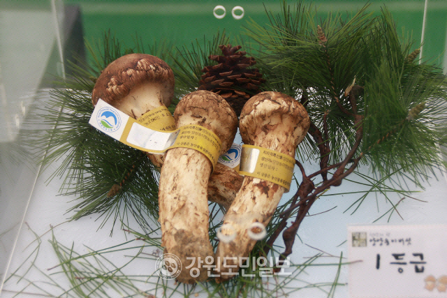 ▲ 양양송이. 강원도민일보 자료 사진