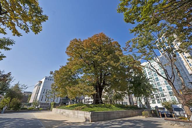 서울 화양동 느티나무