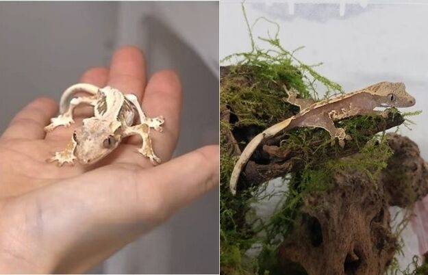 배우 한지은의 반려 도마뱀 '모니'(왼쪽)과 일반 크레스티드게코 / MBC '전참시' 및 온라인 커뮤니티