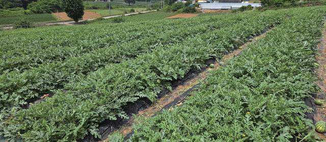 우박 피해를 극복하고 정상적으로 자라 잎이 무성한 7월 하순의 수박밭.