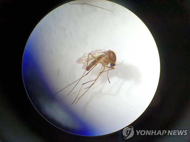 2020년 6월 울산서 발견된 작은빨간집모기를 현미경으로 본 모습[울산보건환경연구원 제공. 재판매 및 DB 금지]