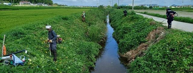 농수로 가시박 제거 현장. /전주시