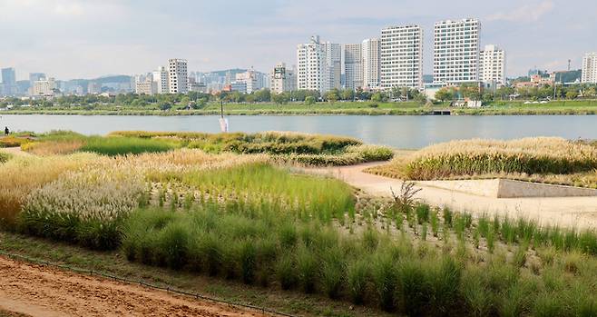 울산 남구 태화강 그라스 정원 조성사업이 주차장 등 편의시설이 부족해 접근성이 떨어진다는 지적이 잇따르고 있다. 16일 태화강 그라스 정원 전경. 최지원 기자