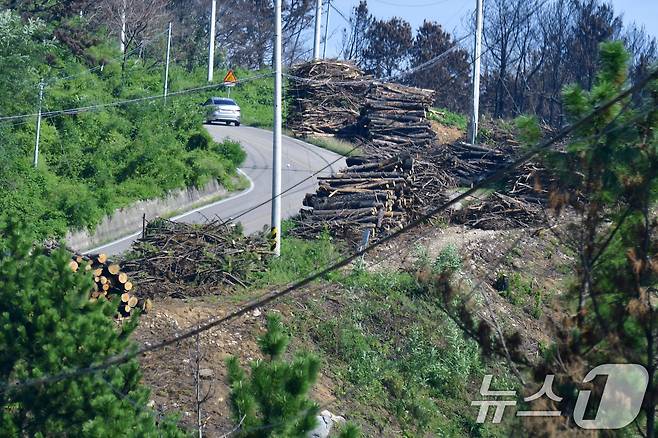 16일 경북 영덕 괴물산불 피해 지역인 노물리 해안 도로 곳곳에서는 불에 탄 나무 벌목작업이 한창이다. 2025.9.16/뉴스1 ⓒ News1 최창호 기자