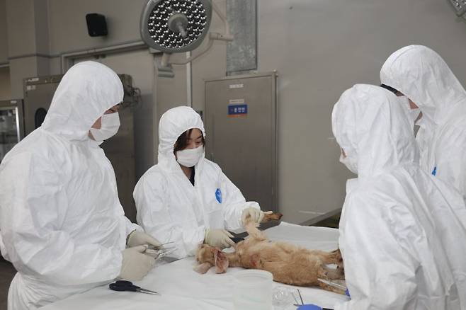 지난 11일 경북 김천시 농림축산검역본부 부검실에서 병리진단팀이 염소를 부검하고 있다. 검역본부 제공
