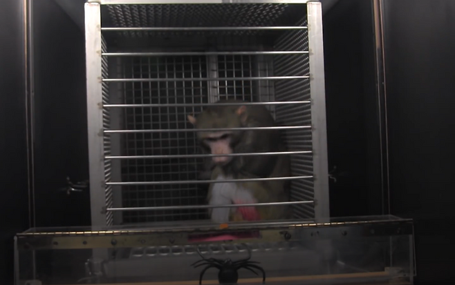 원숭이 동물실험이 진행되는 모습.[WCW 홈페이지 갈무리]