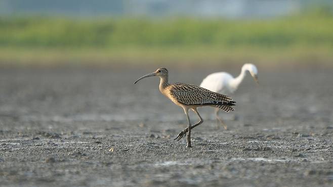 멸종위기야생생물 Ⅱ급 이동성 물새 '알락꼬리마도요' ⓒ보성군