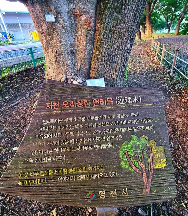 회화나무와 느티나무의 연리목.