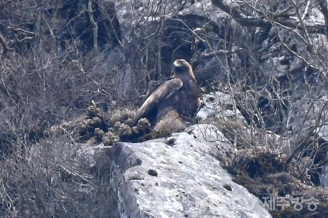검독수리 수컷 성조. 국립생태원 제공