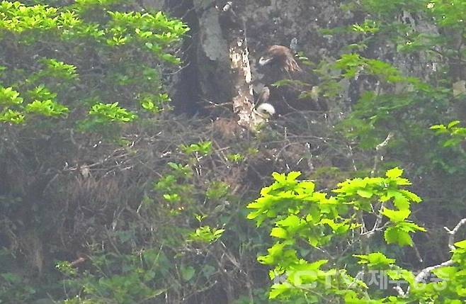 검독수리 암컷 성조와 새끼. 국립생태원 제공