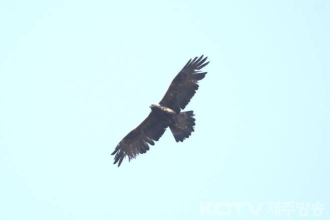 검독수리 암컷 성조. 국립생태원 제공