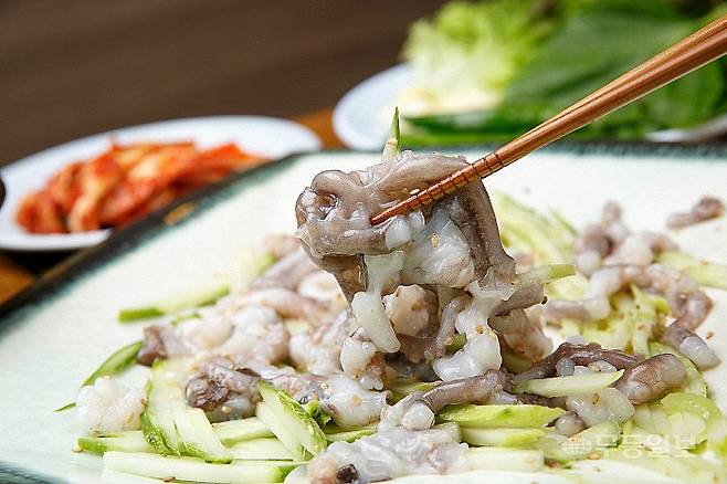 산낙지 @게티이미지뱅크.