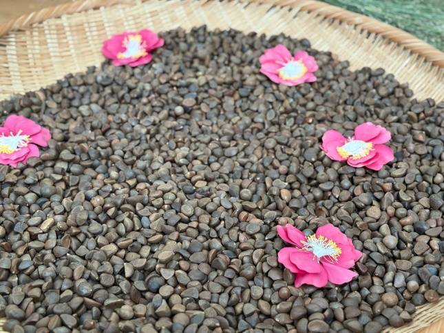 동백꽃과 씨앗/사진=김다이 기자 @neverdie