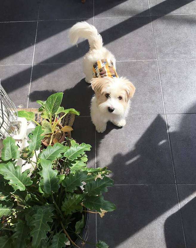 필리커피의 아이스홍시, 그리고 필리커피의 지킴이 포포. 인스타그램 @fillycoffee.seoul